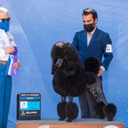 Japanese Chins and Poodles from My Pride Poodles & Japanese Chins