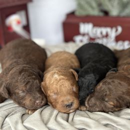 Cavapoo and Poodle Puppies from Gemini's Cavapoos