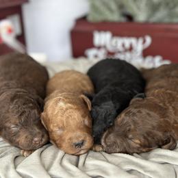 Cavapoo and Poodle Puppies from Gemini's Cavapoos
