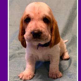 Purple collar female - Red and white female Basset Hound puppy in Columbia, South Carolina from Pawmetto Hounds