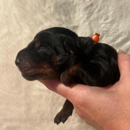Orange - Black and rust male Doberman Pinscher puppy in Muskegon, Michigan from HillStone Dobermans