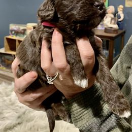 Aussiedoodle Puppies from Lisa Edge - EdgeCo's Hilltop Aussiedoodles