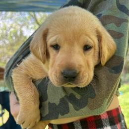 Canyon - Yellow male Labrador Retriever puppy in Rock Hill, South Carolina from North Star Retrievers