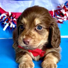 Bark(2400) - Chocolate and cream male Dachshund puppy in Augusta, Arkansas from Savvy-Dee's Dachshunds