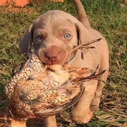 Weimaraner Puppies from Southpaw Weimaraners