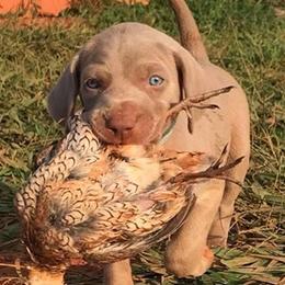 Weimaraner Puppies from Southpaw Weimaraners