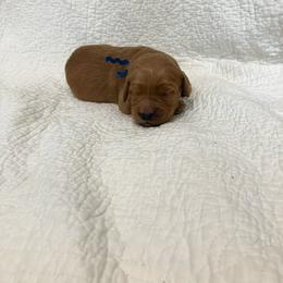 Boy 3 - Dark golden male Golden Retriever puppy in Centerburg, Ohio from Future Hope Goldens