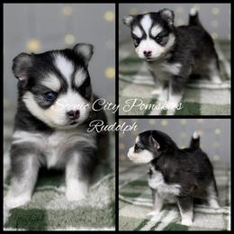 Rudolph - Black and white male Pomsky puppy in Rossville, Georgia from Scenic City Pomskies