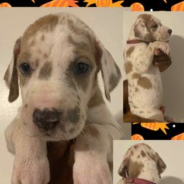 Casper - Fawn male Great Dane puppy in Bolivar, New York from Prophecy Danes
