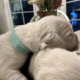 Boy 2 - Golden Retriever puppy from Golden Hearts Ranch English Cream Retrievers