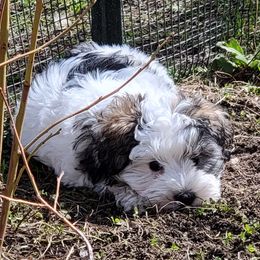 Miniature Schnauzer Puppies from SHANNAN COLE