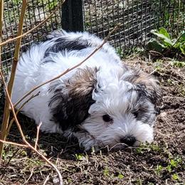 Miniature Schnauzer Puppies from SHANNAN COLE