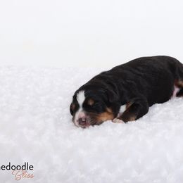 Bernedoodle Puppies from Bernedoodle Bliss