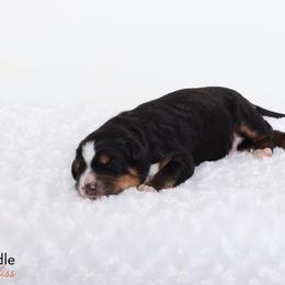 Bernedoodle Puppies from Bernedoodle Bliss