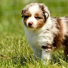 Australian Shepherds, Miniature Australian Shepherds, and Toy Australian Shepherds from Crazy Acres Aussies