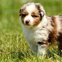 Australian Shepherds, Miniature Australian Shepherds, and Toy Australian Shepherds from Crazy Acres Aussies