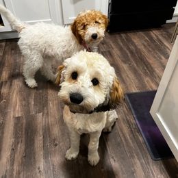 Aussiedoodles and Poodles from Bush's Sassy Poodles & Aussiedoodles