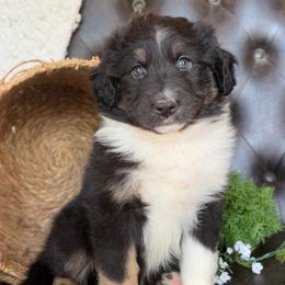 Addie- Has Tail and Videos - Black tri-color female Australian Shepherd puppy in Troy, South Carolina from Lana Corley- Australian Shepherds of 3/W Farms