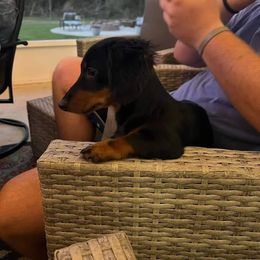 Dachshund All Grown Up from Mini Doxies Love