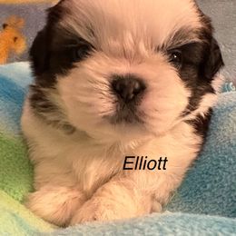 Boy 2 Elliott - Gold and white male Shih Tzu puppy in Madras, Oregon from Maridee’s ShihTzu