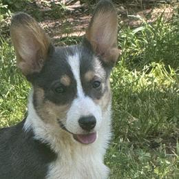 American Bullies and Pembroke Welsh Corgis from A&M K9’s