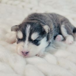 Luna - Blue female Pomsky puppy in Greencastle, Indiana from JDpomskies
