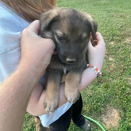 Boy 3 (Black) - Sable male German Shepherd puppy in Greenwood, South Carolina from Malone’s Palmetto Puppies