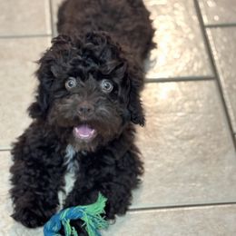 Dontrelle - Cockapoo