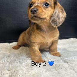 Boy 2 - Dapple male Dachshund puppy in Nederland, Texas from M & M Pups