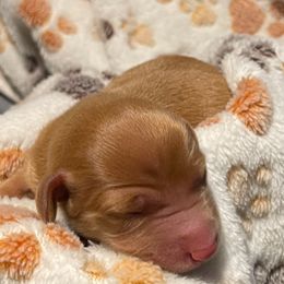 Dachshund Puppies from Carlin's Weiner Haus