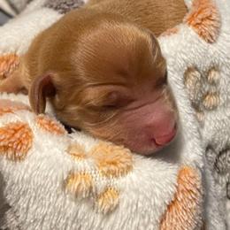 Dachshund Puppies from Carlin's Weiner Haus