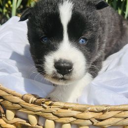 Siberian Husky Puppies from Wooly Woof Siberians