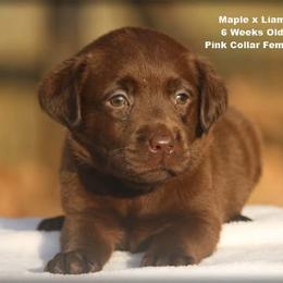 Pink - Chocolate female Labrador Retriever puppy in Huntington, Texas from Soggy Bottom Retrievers