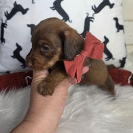 Red Shaded - Red female Dachshund puppy in Austin, Colorado from Colorado Mini Dachshunds & Mini Pomskies