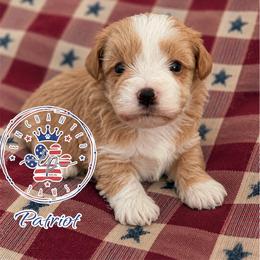 Patriot - Wheaten male Miniature Schnauzer puppy in Dorr, Michigan from Enchanted Paws