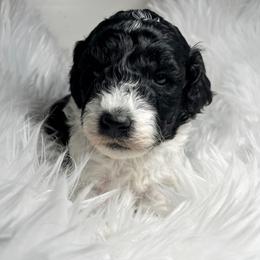 Tux - Black male Poodle puppy in Clarkston, Washington from Doodle & Poodle Palace