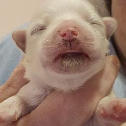 Maltese Puppies from PBJ Farms