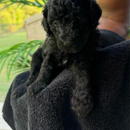 GOYARD ORANGE FEMALE - Black female Poodle puppy in Porter, Texas from KD's Luxury Nursery