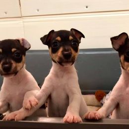 Toy Fox Terrier Puppies from Celticfox Toy Fox Terriers