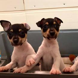 Toy Fox Terrier Puppies from Celticfox Toy Fox Terriers