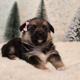 Nova - Black and tan female Companion Cross puppy in Austin, Texas from Cutest Corgi's of Austin