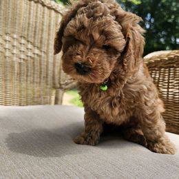 Poodle Puppies from OpenGate Poodles