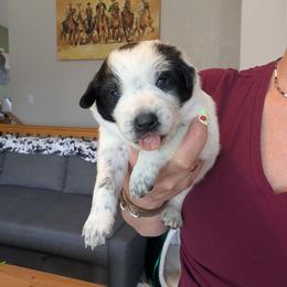 Lime Collar - Blue male Australian Cattle Dog puppy in Ammon, Idaho from Piney River Cattle Dogs