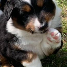 Miniature Australian Shepherds from Willow Way Mini Aussies