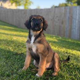 Lainey - Unfurnished Coat - female Australian Mountain Doodle puppy in Pittsburgh, Pennsylvania from WestPenn Doodles LLC