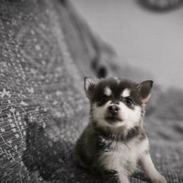 Ash - Blue female Pomsky puppy in Franklinton, Louisiana from VooDoux Farms