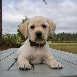 Brown Collar - Yellow male Labrador Retriever puppy in Husser, Louisiana from Kristen