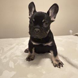 French Bulldog Puppies from Millers kennel