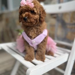 Poodle Puppies from Sakura Poodles