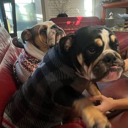 Bulldog Puppies from BUBBABULL